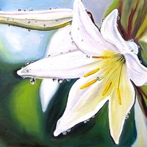 Lily after the rain Лилия после дождя