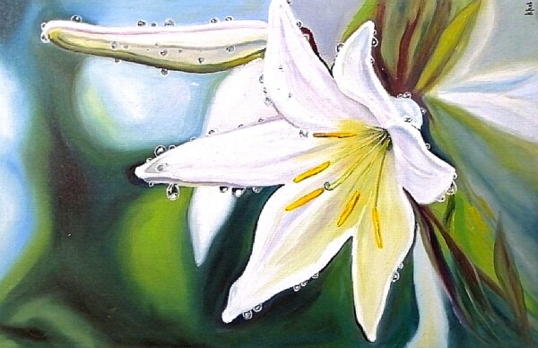 Lily after the rain Лилия после дождя