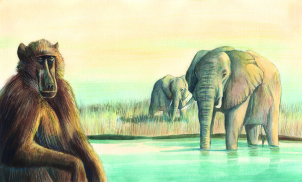Elephants
