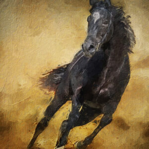Untamed Spirit
