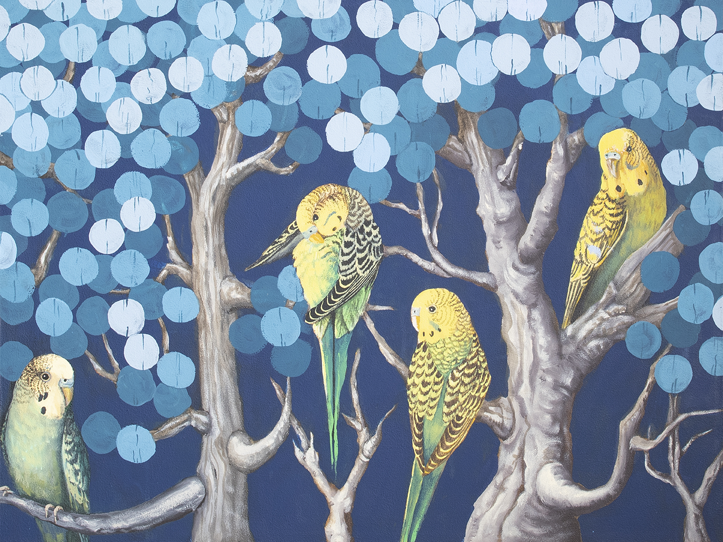 Budgies