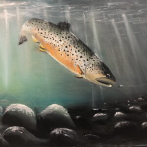 Rainbow Trout