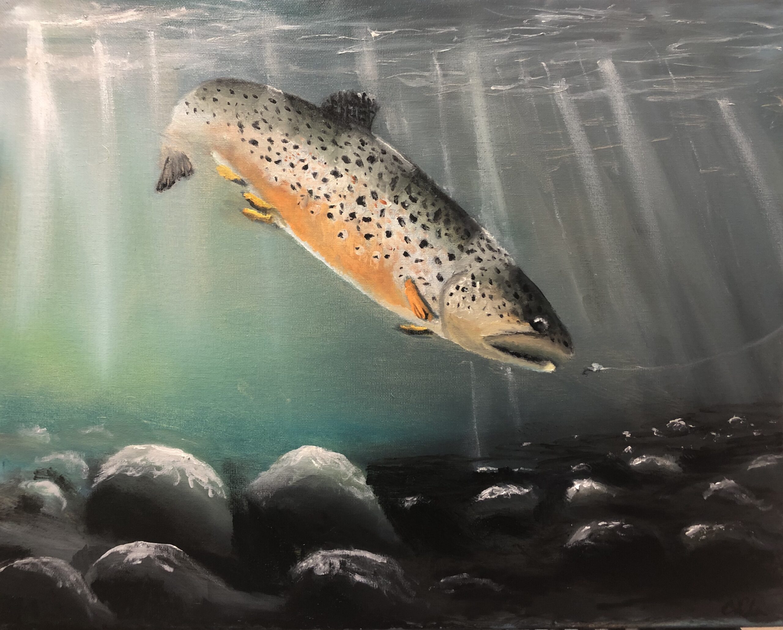 Rainbow Trout