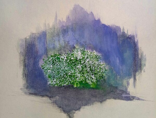 jasmine bloom