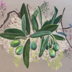 La primavera dell’ulivo