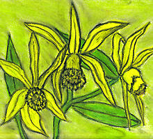 YELLOW ORCHIDS