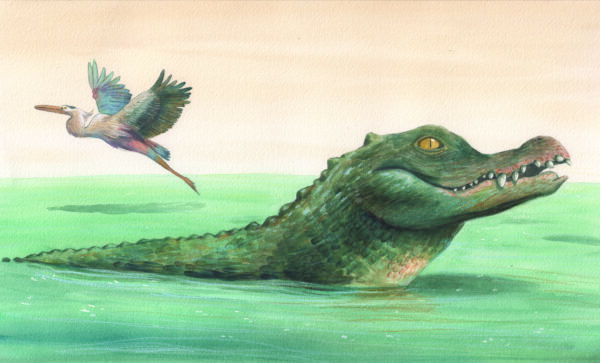 Alligator